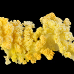 maag-group_application_molten-sulfur_150px